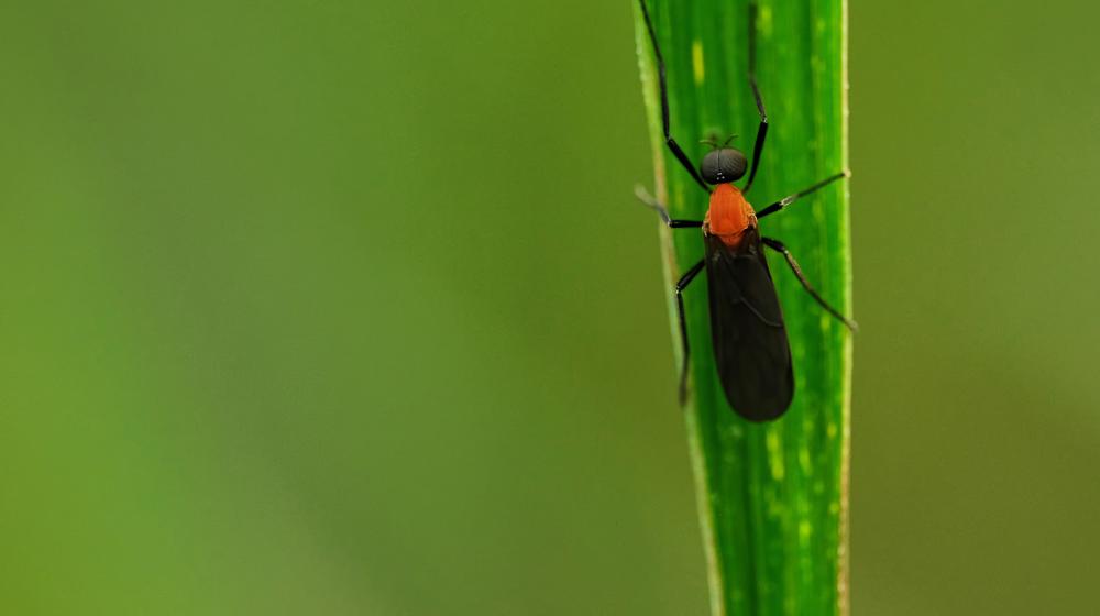 Lovebug on green leaf with green background