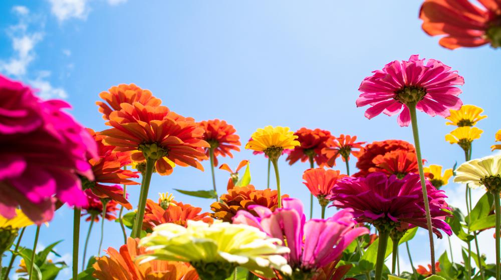 A group of zinnias with the sky in the background.