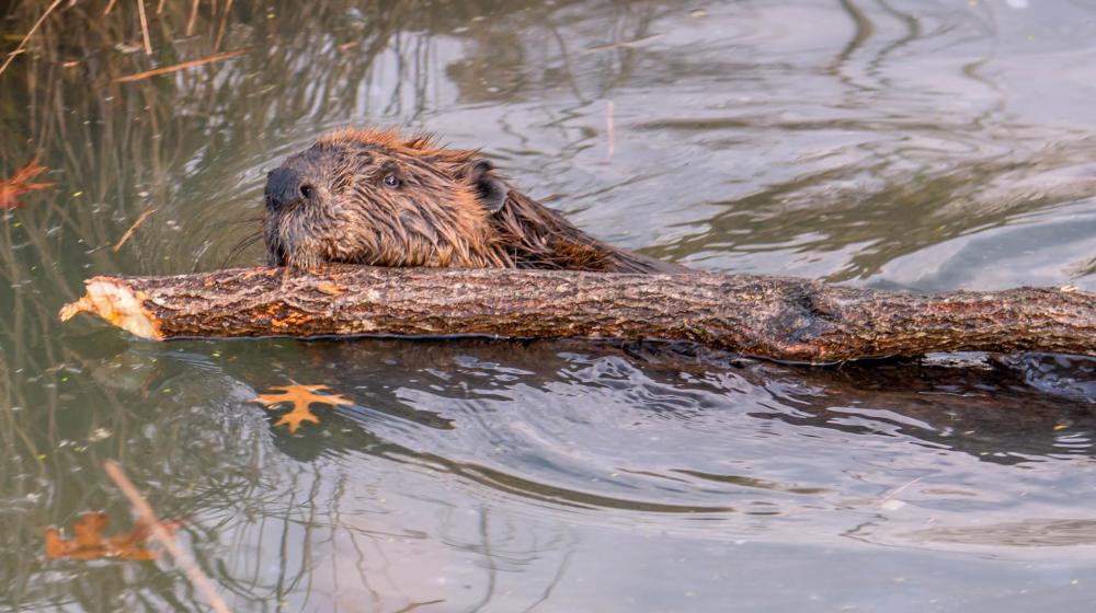 Beaver with log in his mouth.
