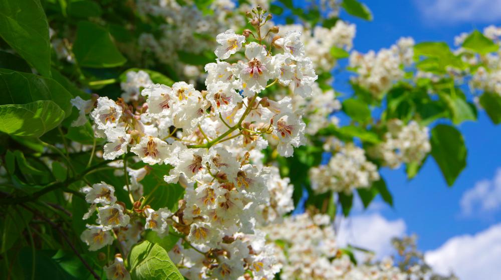 White flowers blooming on a tree.