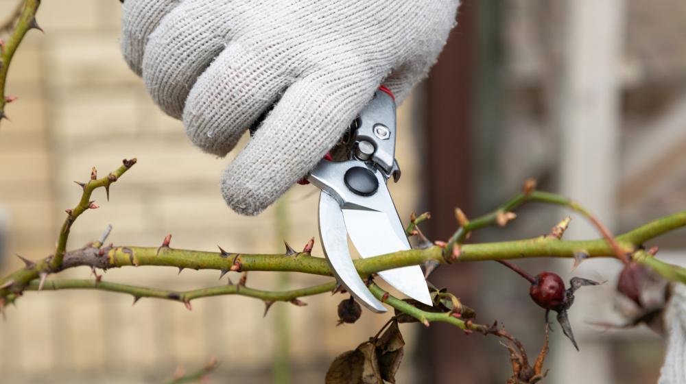 Rose bush being pruned with pruners