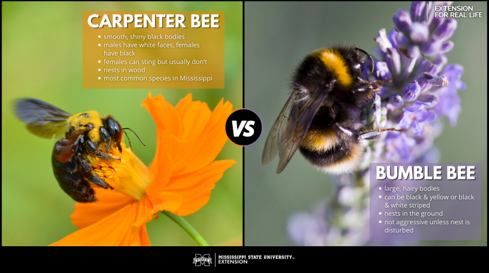 Graphic showing differences between carpenter bees and bumble bees