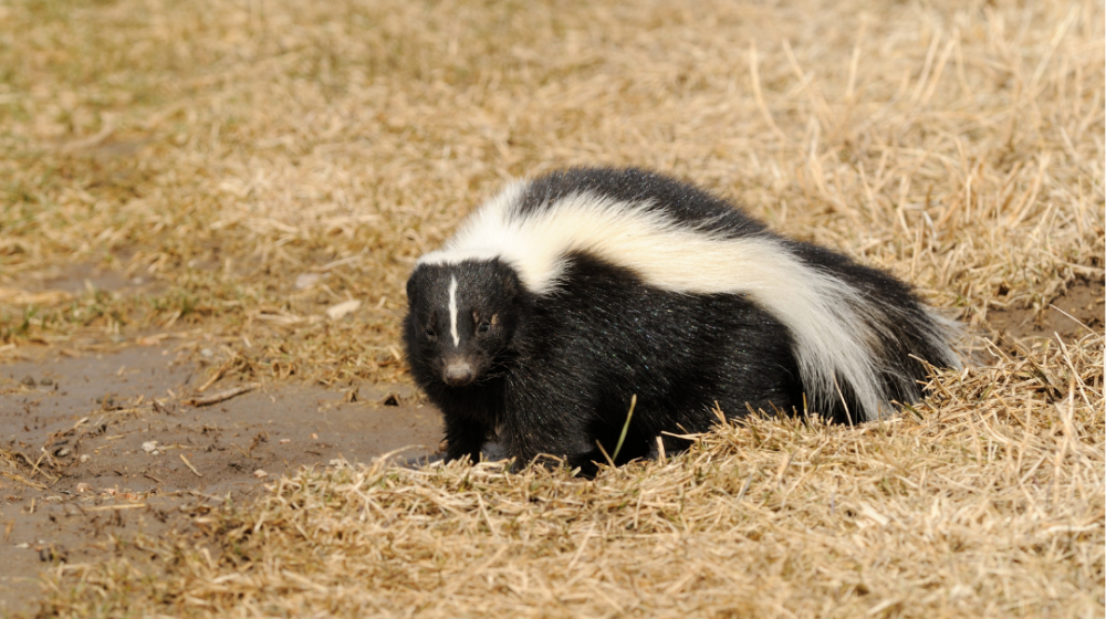 A black and white skunk.