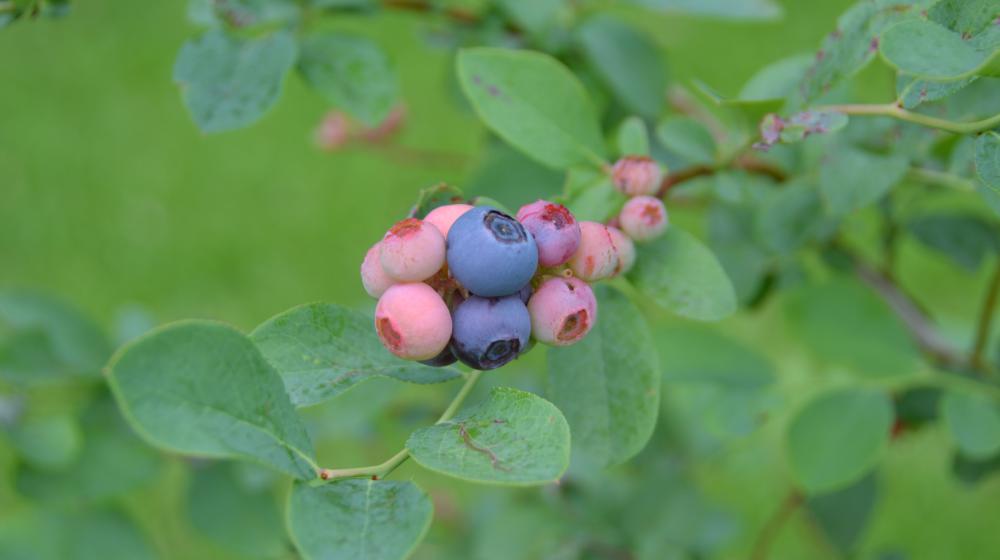 Blueberries ripen on a bush.