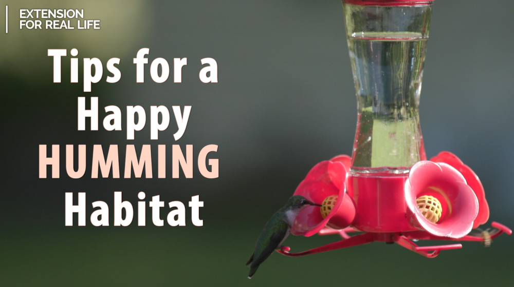 A single hummingbird stands out against a blurred background as it feeds on homemade nectar at a feeder.