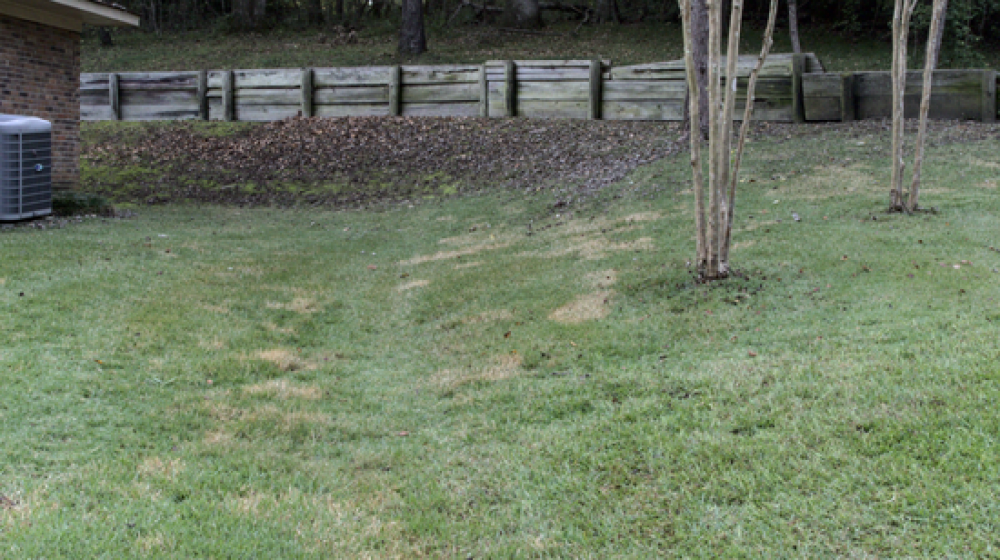 Grass with brown spots.