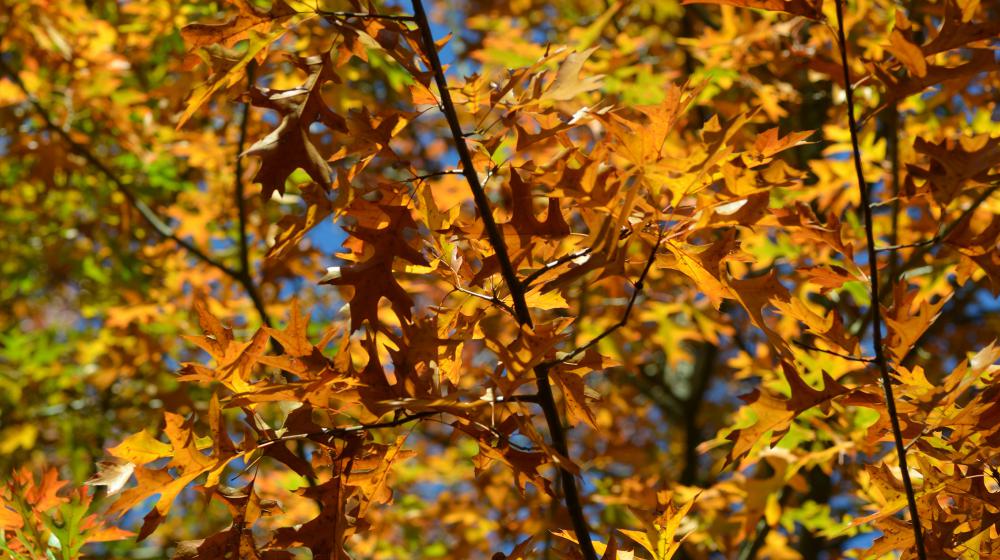 Pin Oak leaves on branches