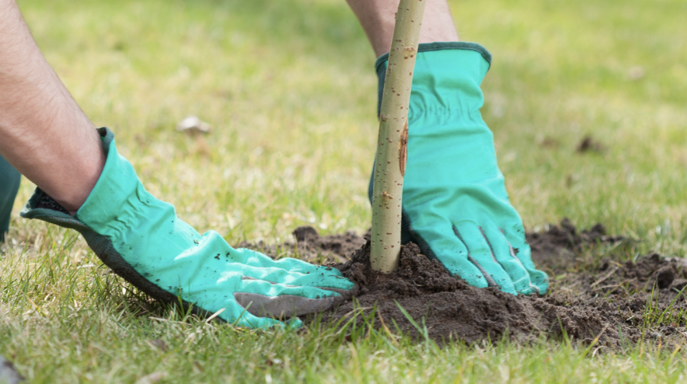 Person with teal gloves planting tree.