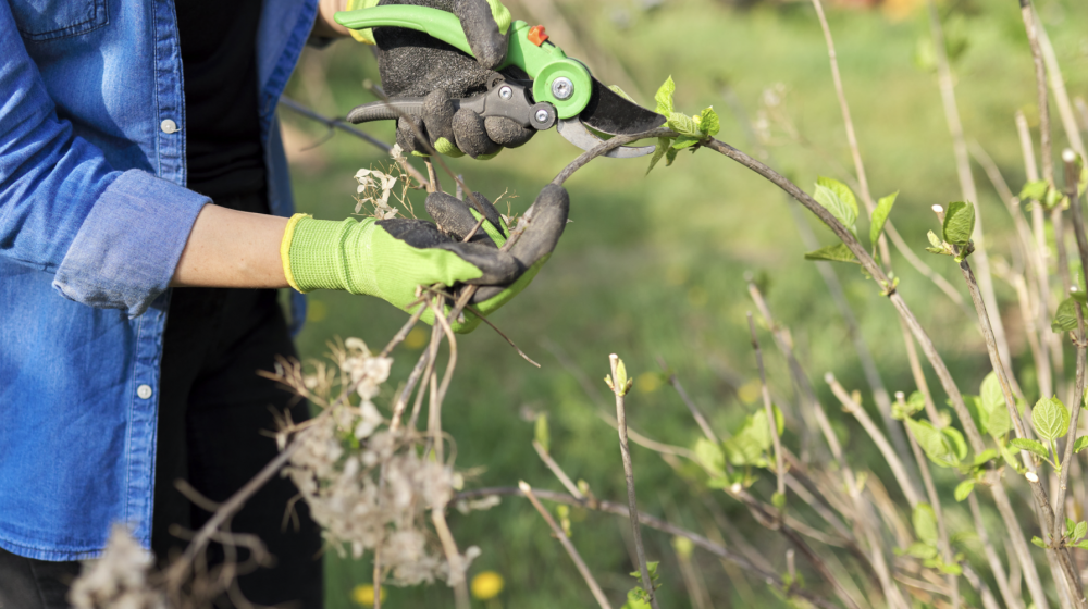 A person uses lopers to prune a hydrangea plant.