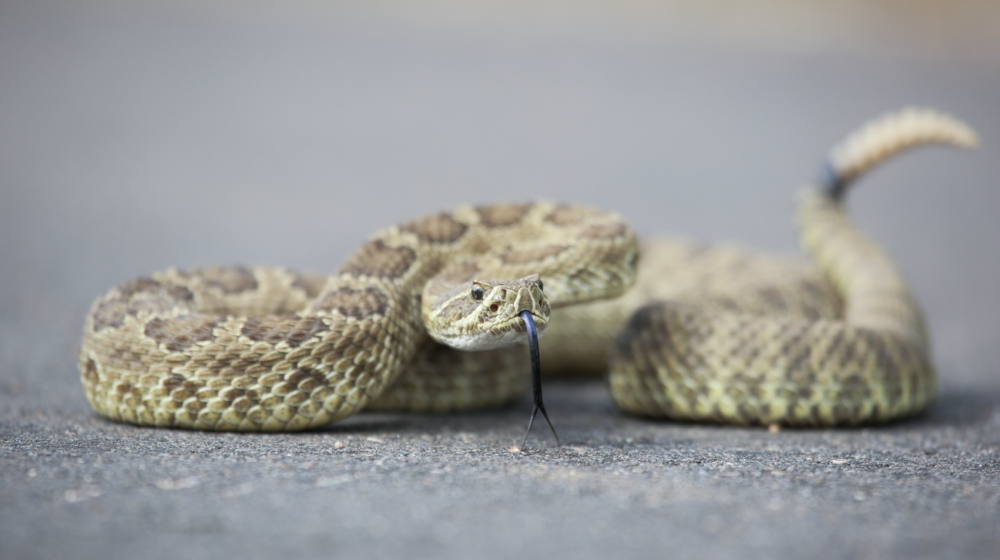 11 non-venomous snakes you want in your backyard