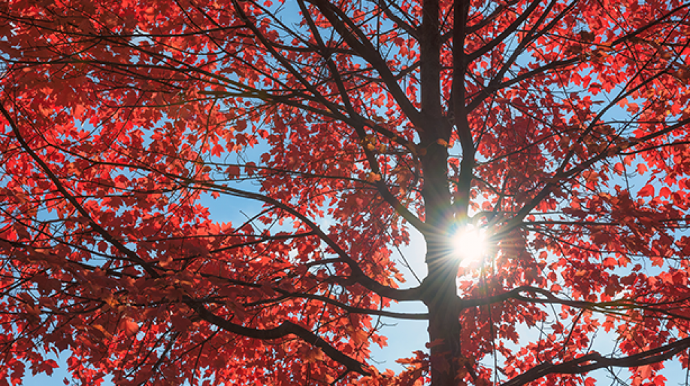 Sun shining through red maple tree branches