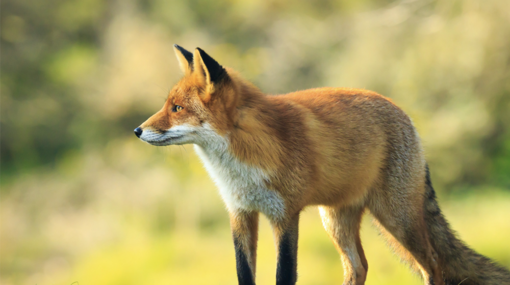 Red fox in a field. 