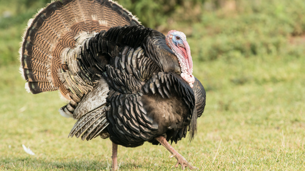 An Eastern Wild Turkey in a field.