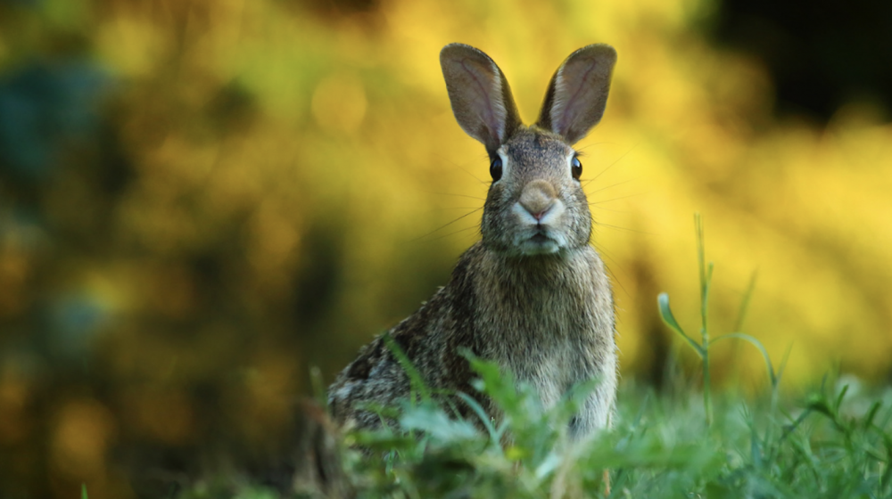 A rabbit in a field.
