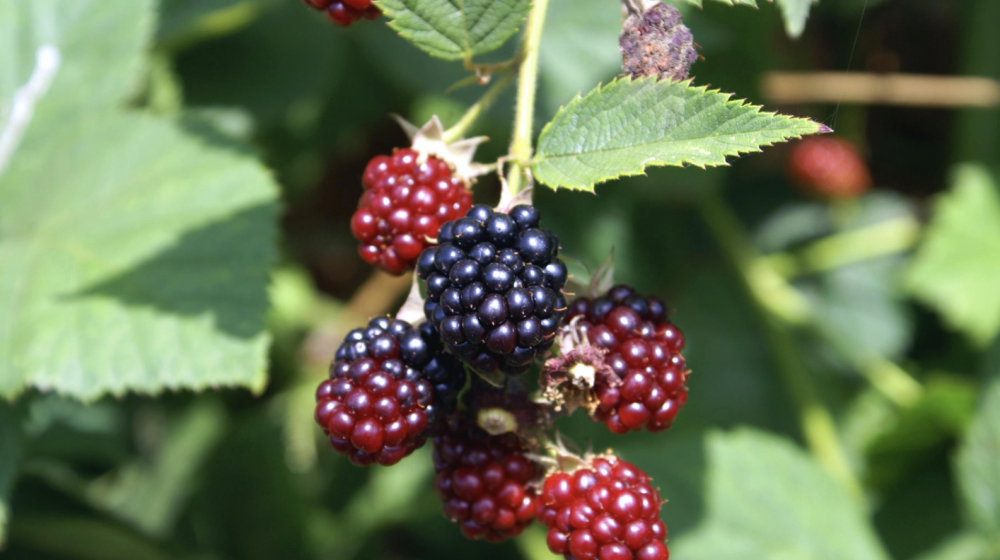 A bundle of blackberries. 