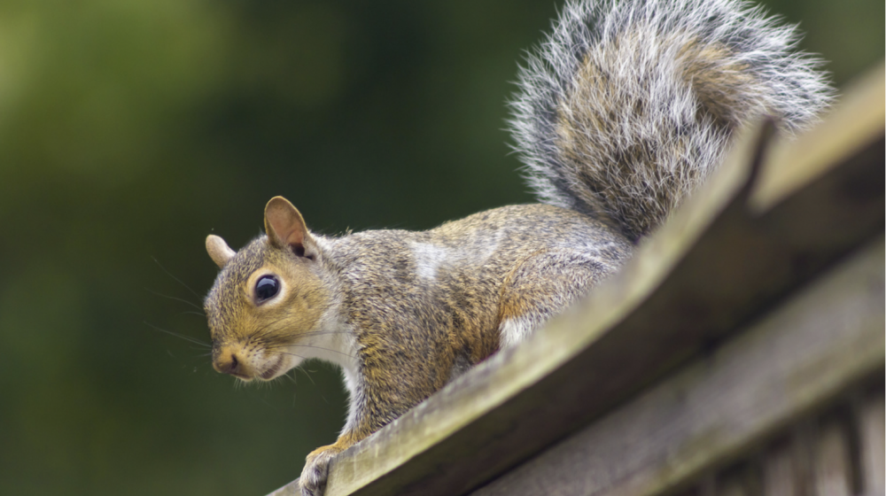 A squirrel on wood railing.