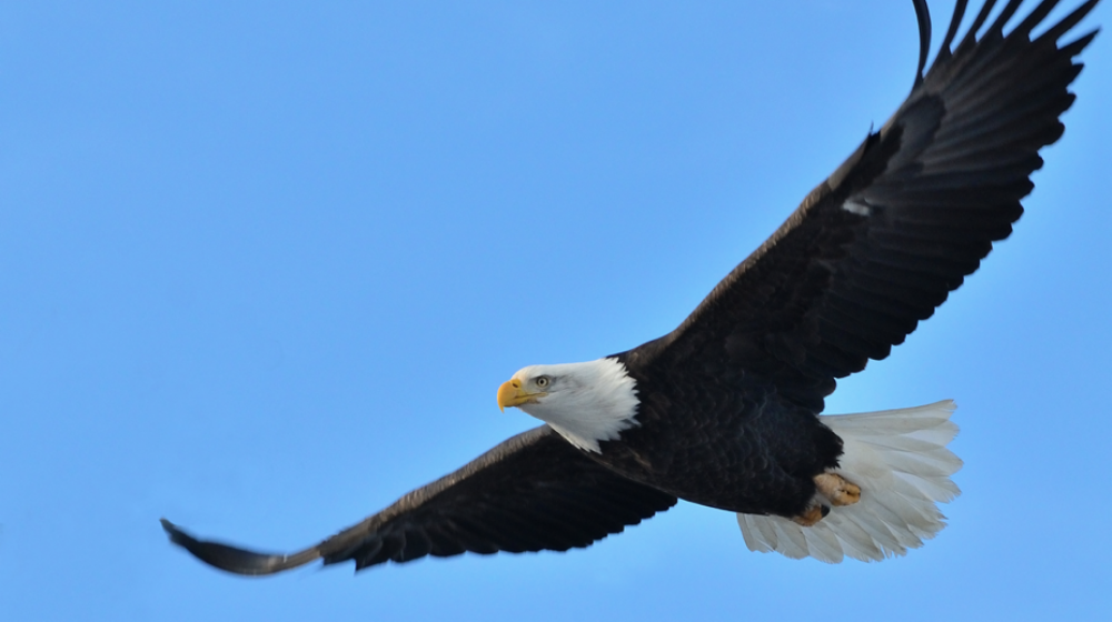 Bald Eagle flying. 