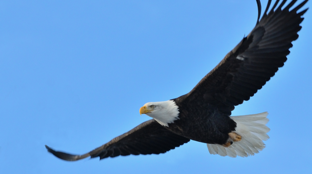 bald eagles flying