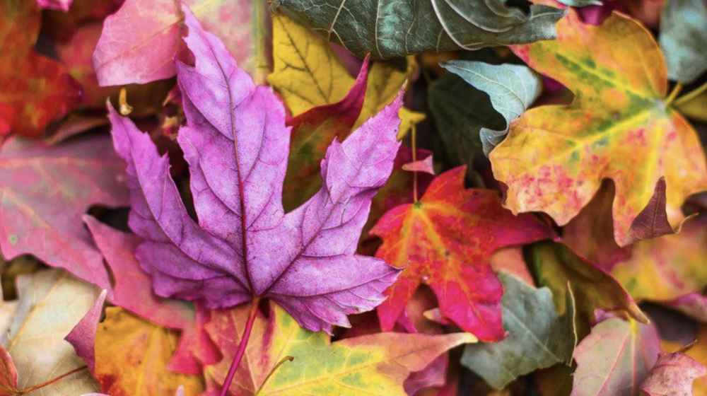colorful fall leaves