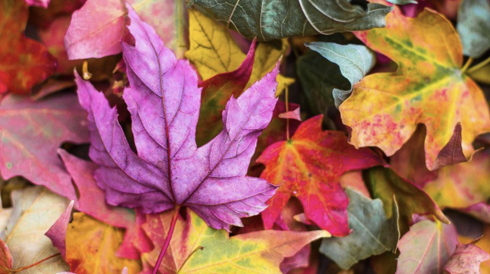 colorful fall leaves 