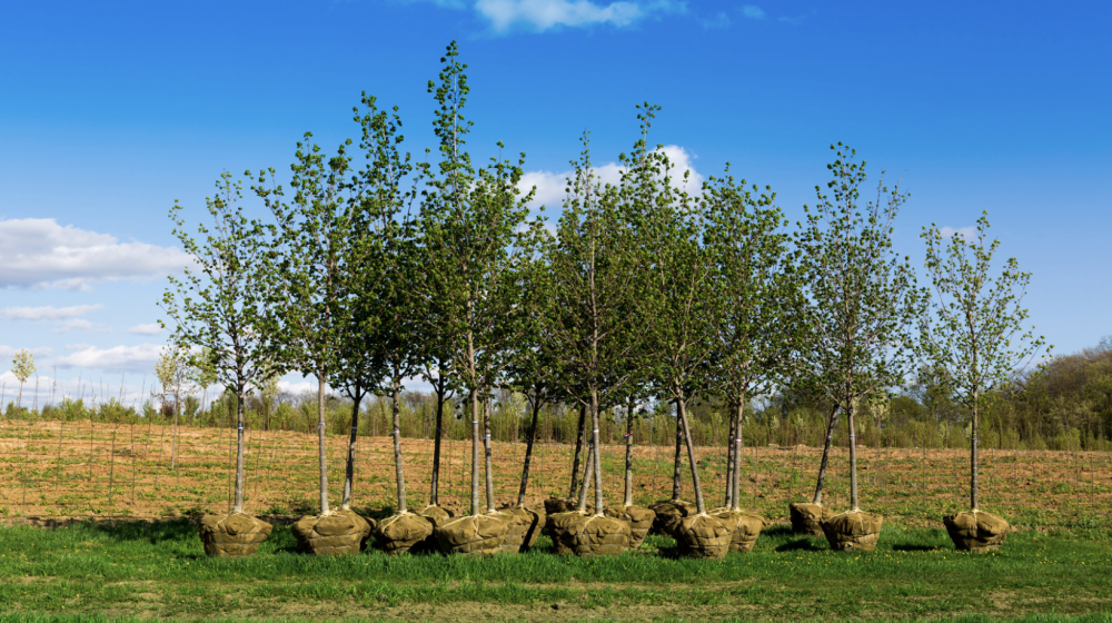 Trees waiting to be planted.