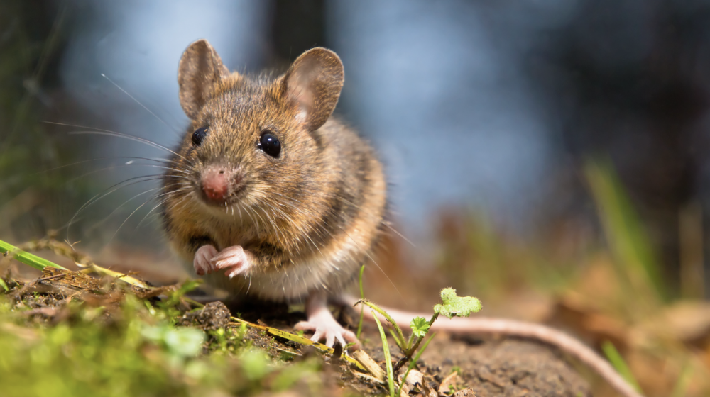 Mouse in a field.