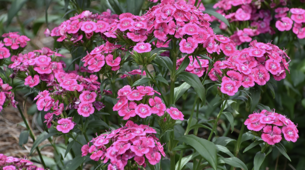 Pink flowers 