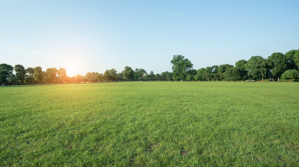 A field of grass.