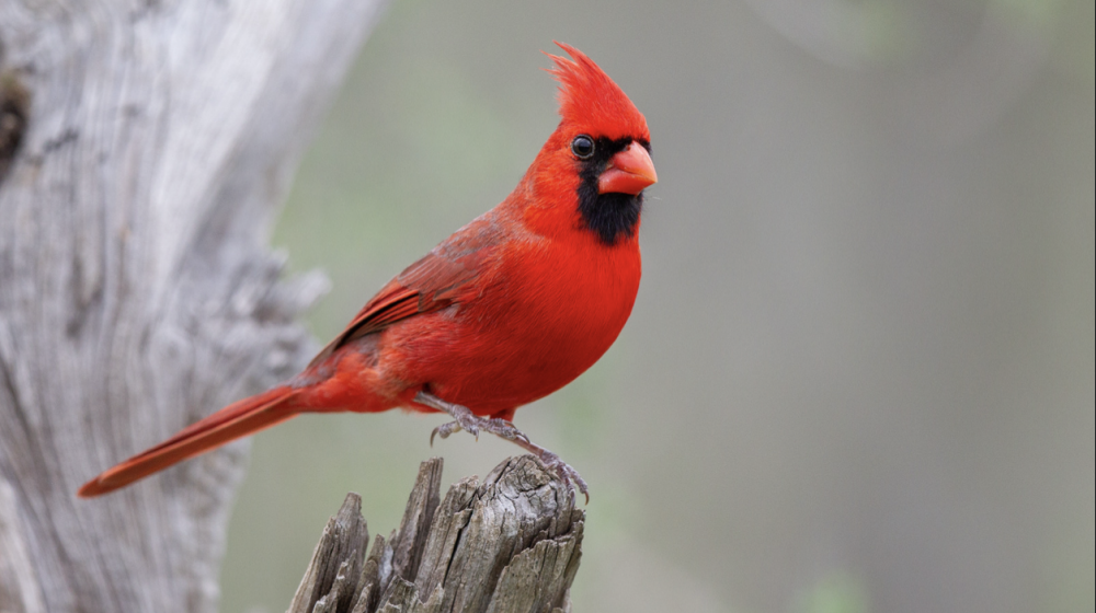 Red northern cardinal.