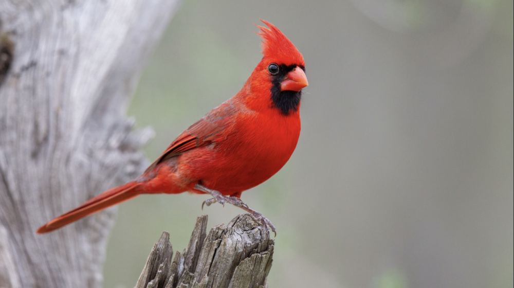 cardinals