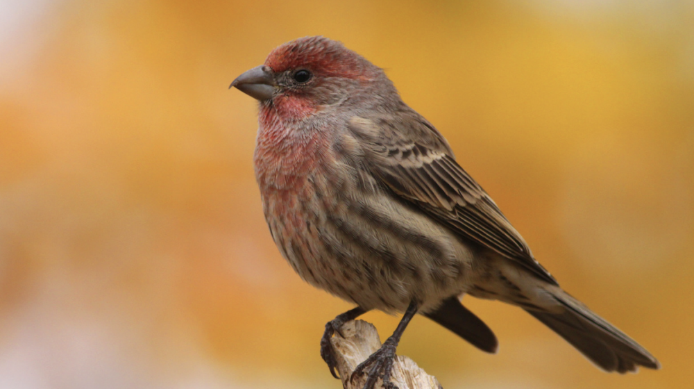 House Finch.