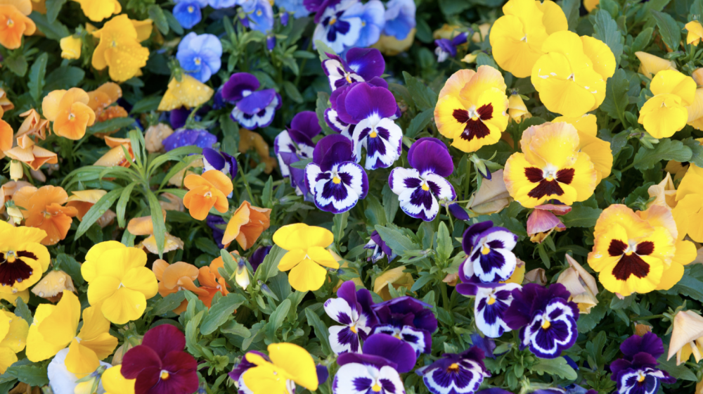 Yellow, purple, and blue pansies. 