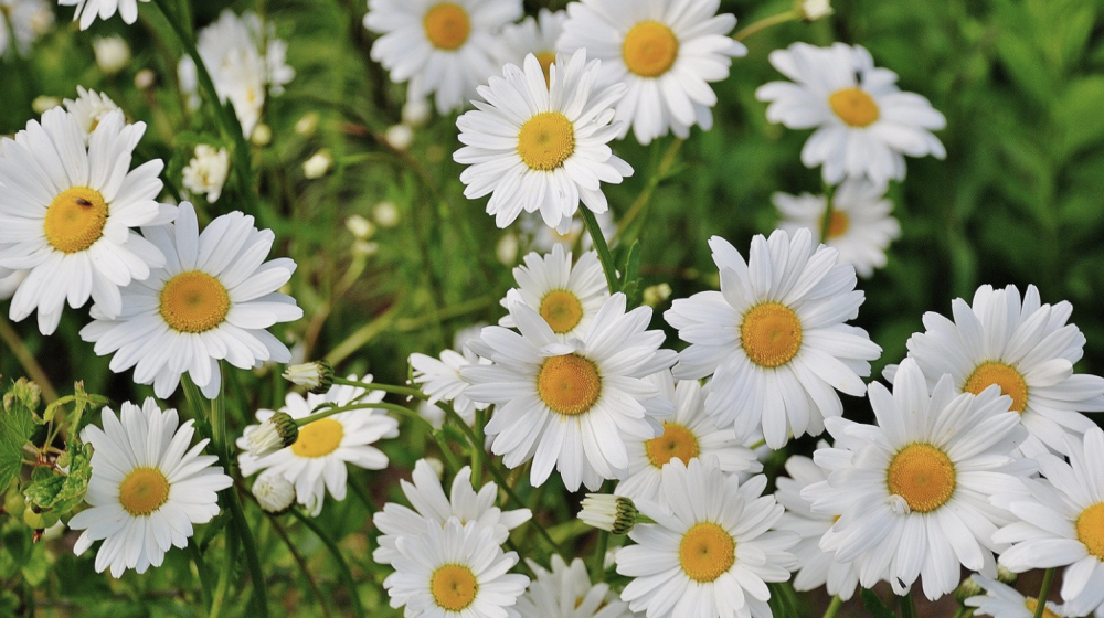 White daisies. 