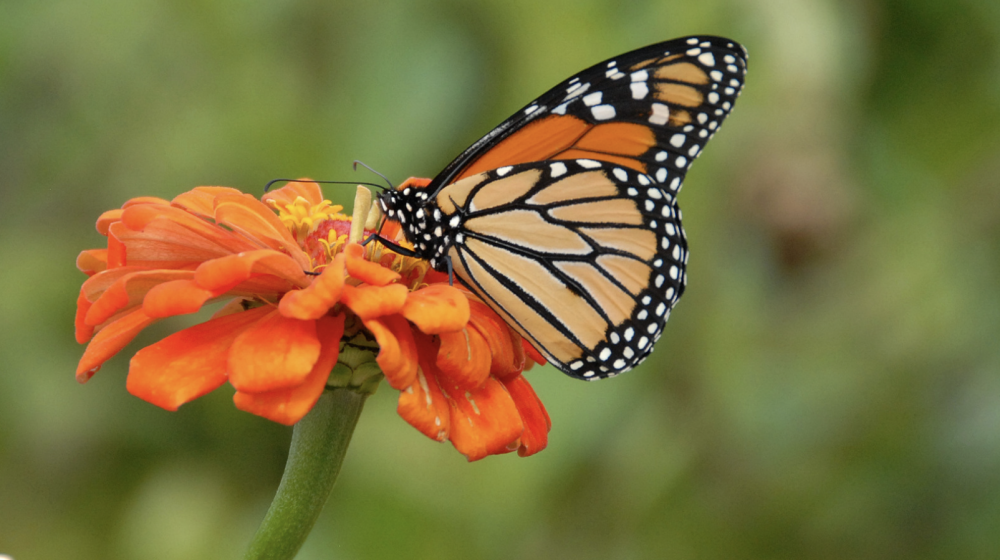 A monarch butterfly on an orang flower.