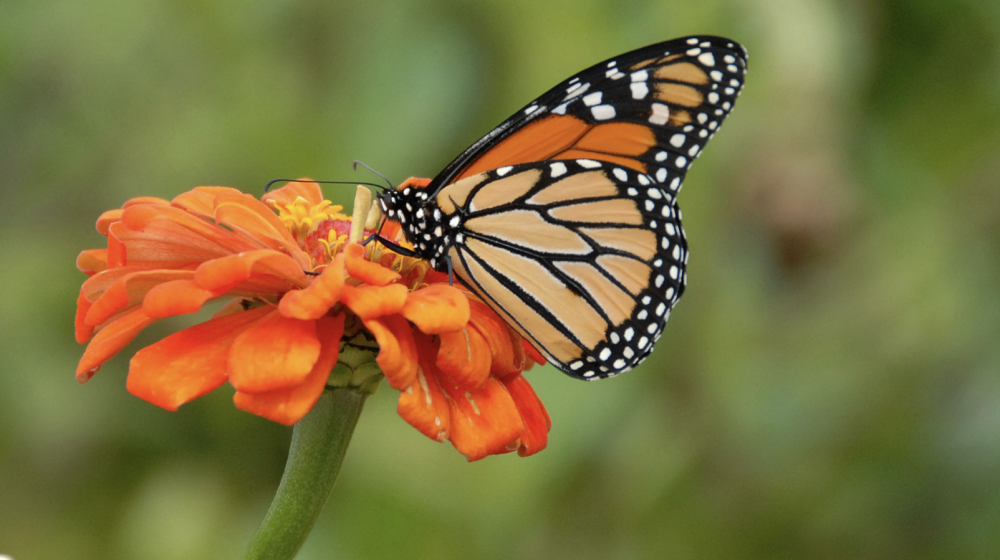 A monarch butterfly on an orang flower. 