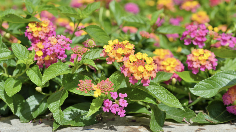 Pink and yellow lantana. 