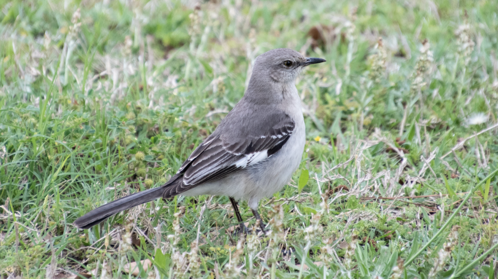 mississippi flower and bird