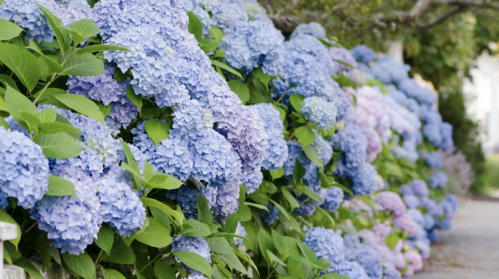 Blue hydrangea bush.