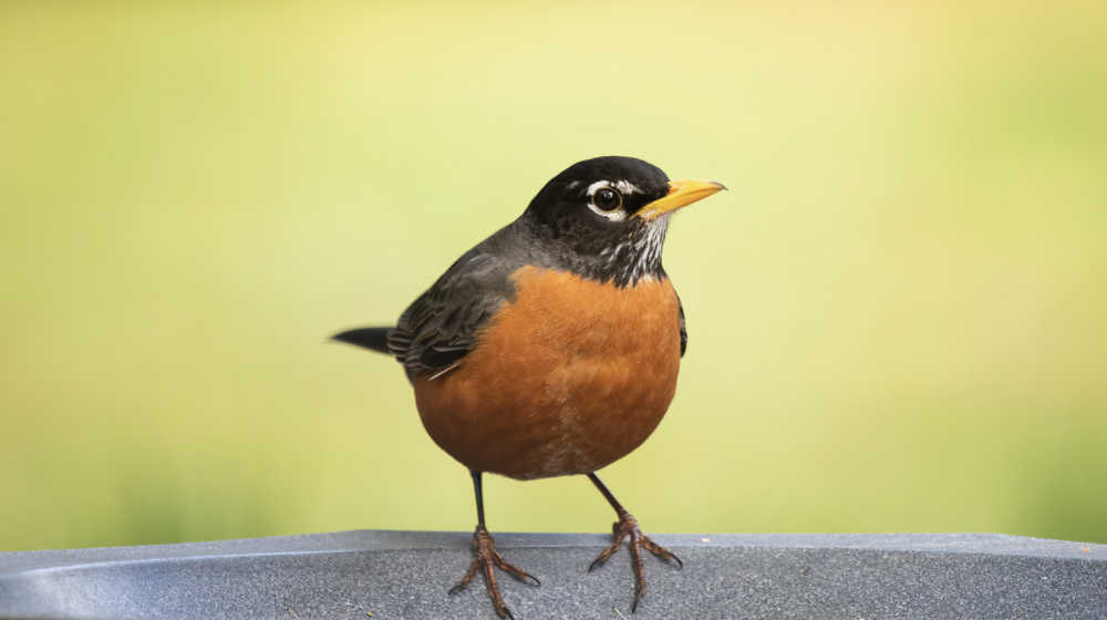 American Robin - Song Of America