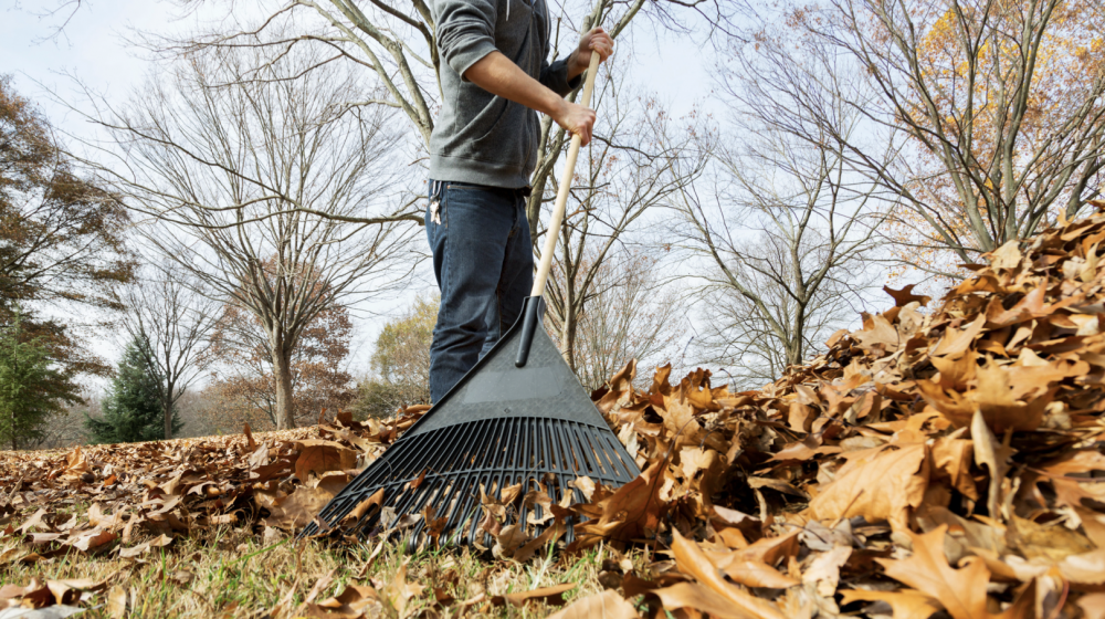 How (I solo rake) (may or may not help you solo rake) #turtorial #help