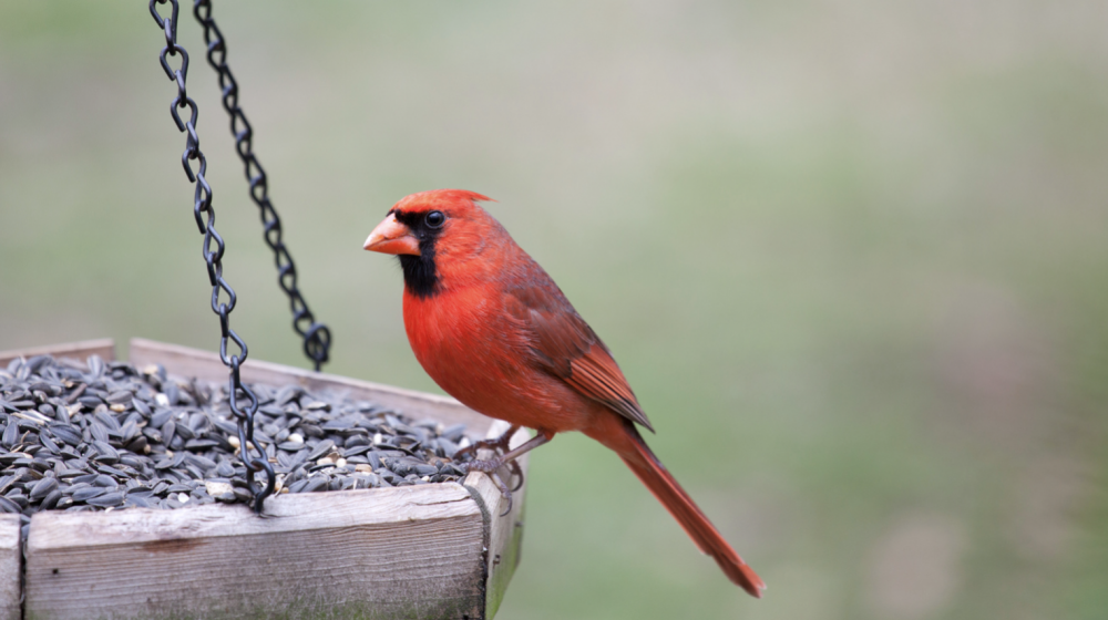 A redbird sits on a platform bird feeder full of black oil sunflower seeds.