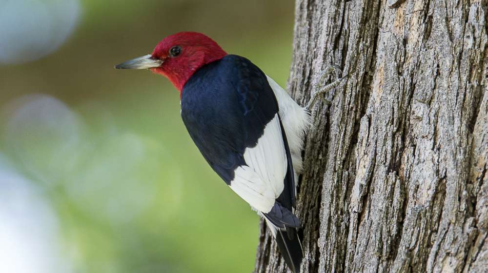 Red-Headed WoodPecker