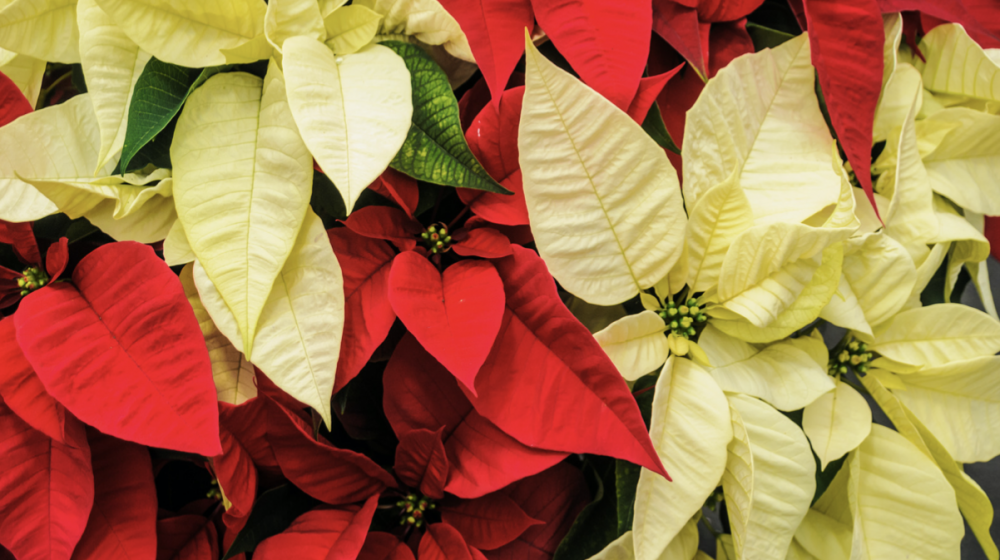 Red and Yellow Poinsettias 