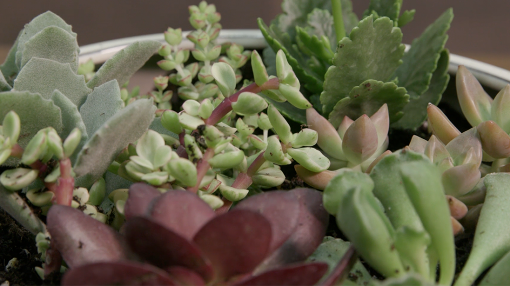 A shallow dish filled with soil and planted with several small succulents of different shapes, colors, and textures. 