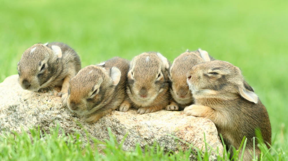 Baby bunnies on log.