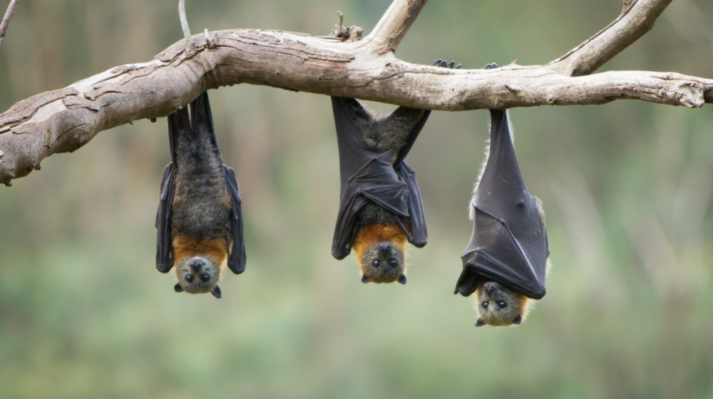 Bats! 