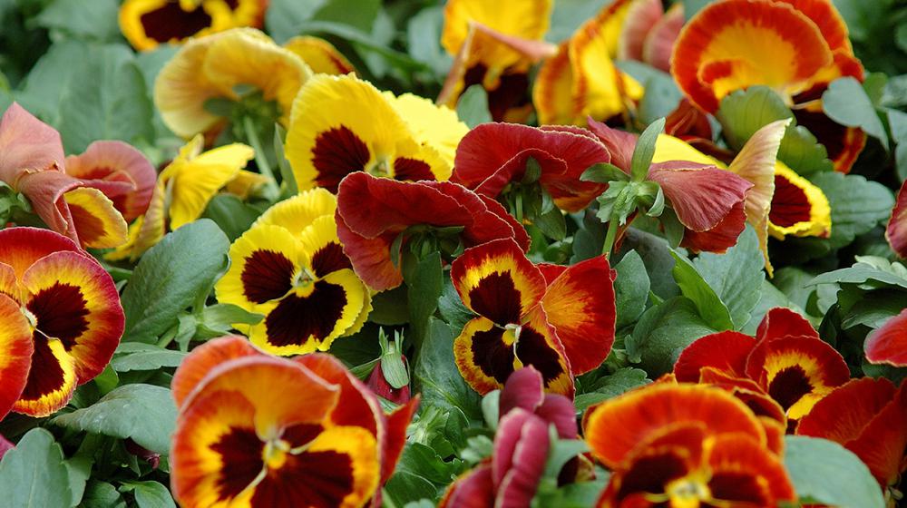 A group of yellow and red pansies bunched together. 
