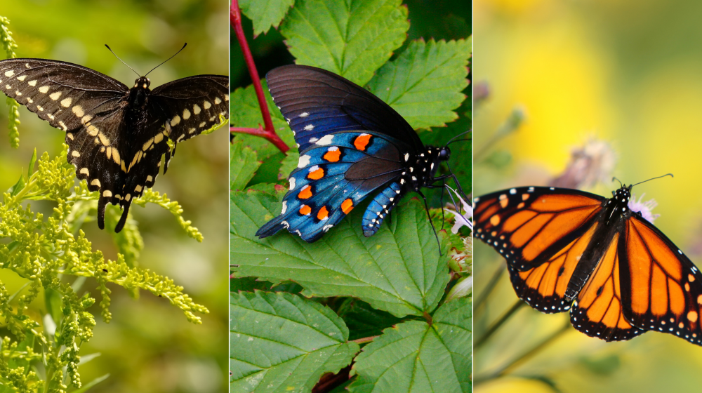 Three photos of butterflies in a collage.