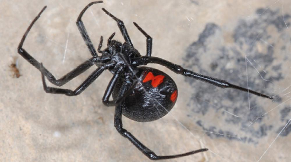 Black Widow spider