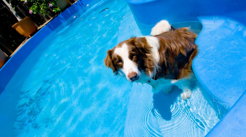 A dog sits in a swimming pool